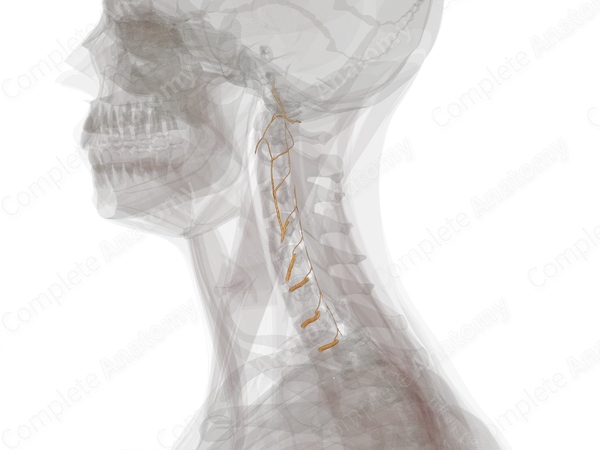 Anterior Rami of Cervical Nerves (Left)