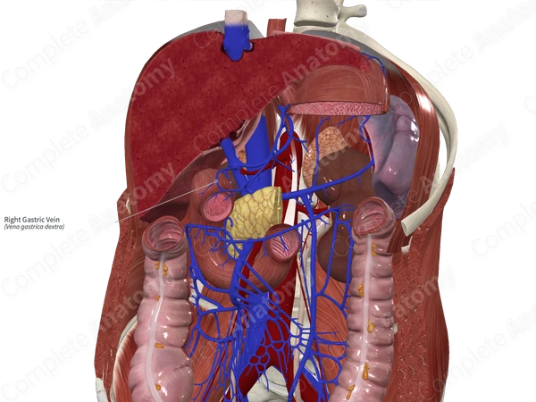 Right Gastric Vein