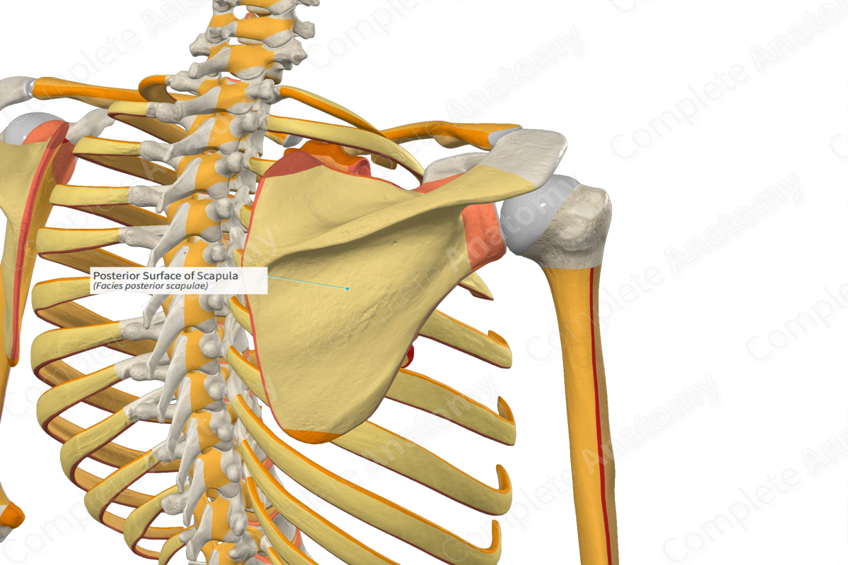 Posterior Surface of Scapula