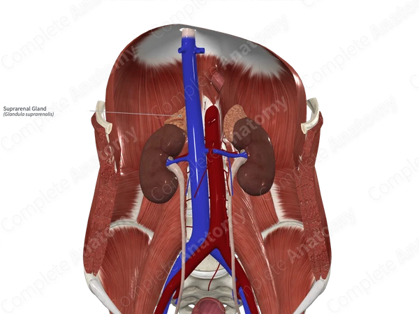 Suprarenal Gland 