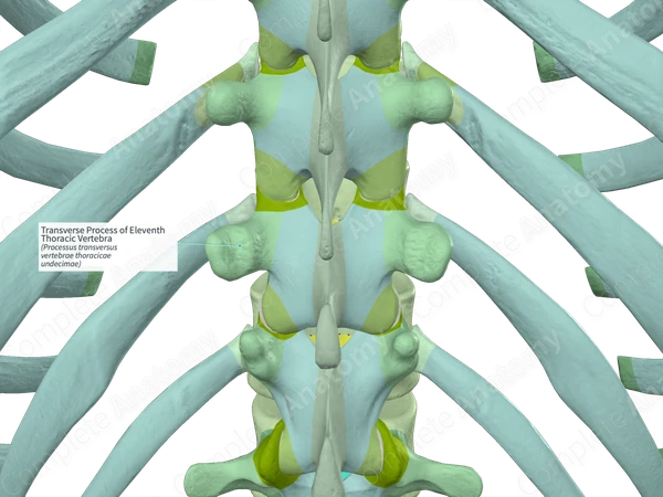Transverse Process of Eleventh Thoracic Vertebra (Right)