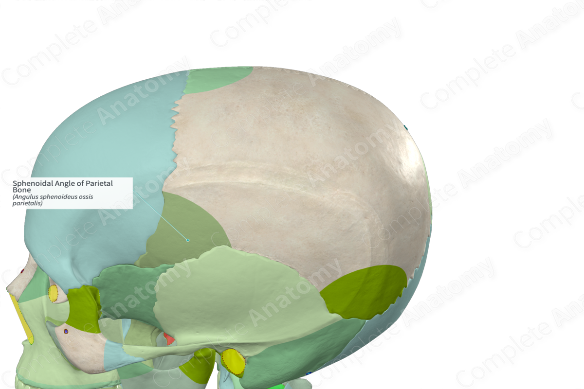 Sphenoidal Angle of Parietal Bone