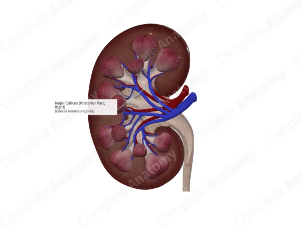 Major Calices (Posterior Part; Left)