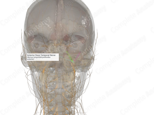 Anterior Deep Temporal Nerve (Left)