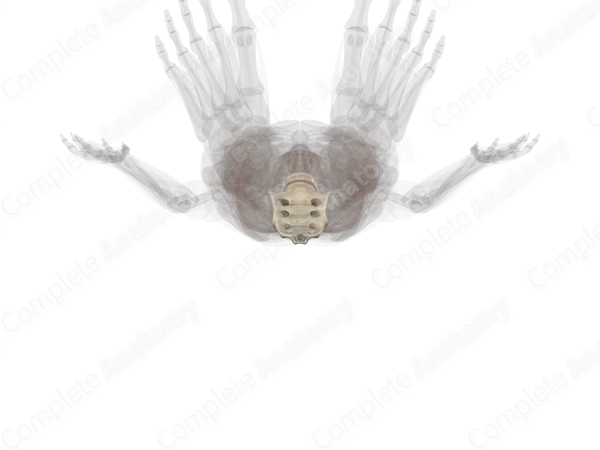 Vertebral Column
