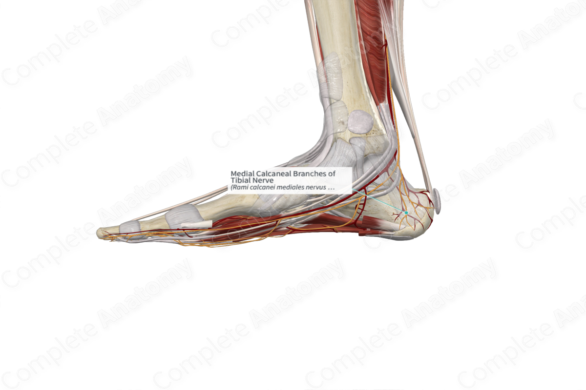Medial Calcaneal Branches of Tibial Nerve 