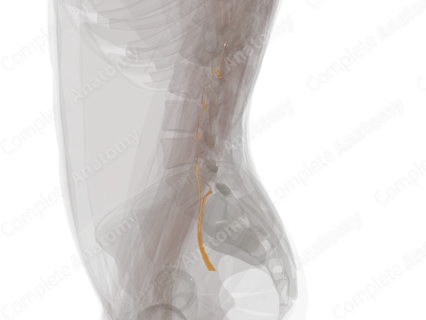 Anterior Rami of Lumbar Nerves (Left)