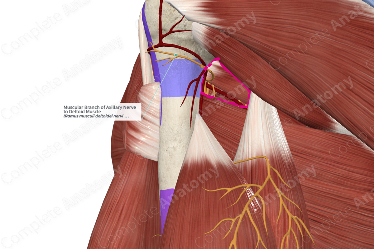 Muscular Branch of Axillary Nerve to Deltoid Muscle 