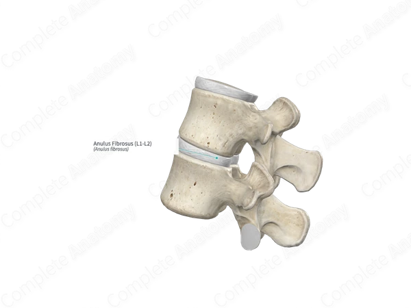Anulus Fibrosus (L1-L2)