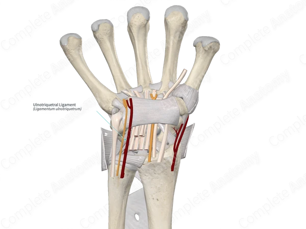 Ulnotriquetral Ligament 