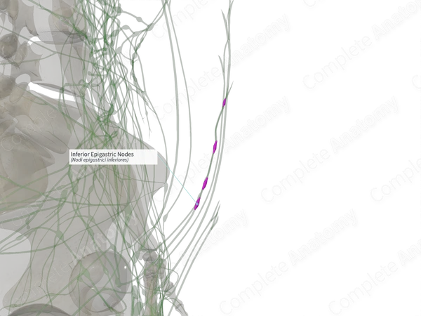 Inferior Epigastric Nodes (Left)