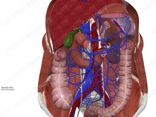 Ileocolic Vein