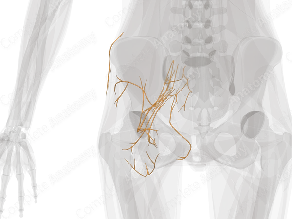 Nerves of Gluteal Region (Left)