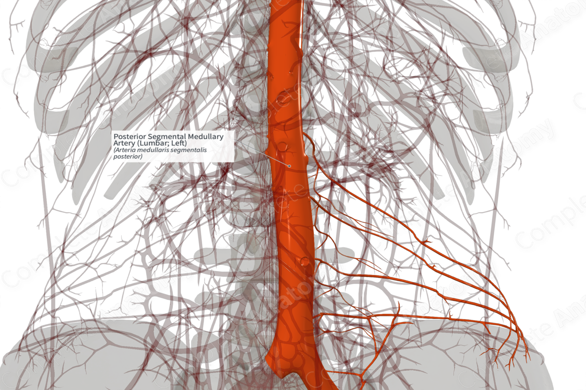 Posterior Segmental Medullary Artery (Lumbar; Left)