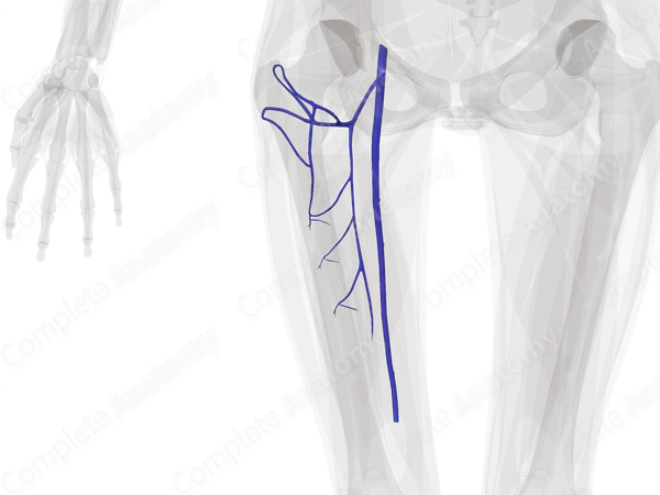 Deep Veins of Femoral Region (Left)