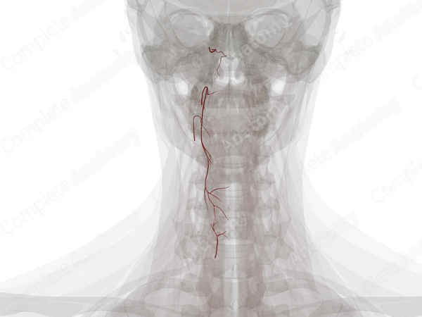 Arteries of Pharynx (Left)