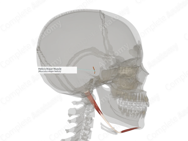 Helicis Major Muscle (Left)