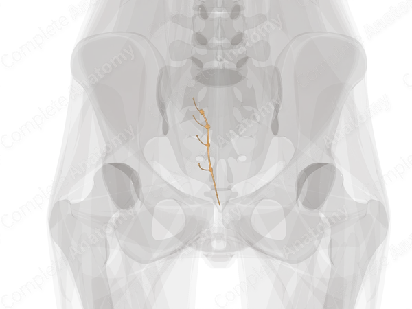 Sympathetic Trunk (Sacral; Left)
