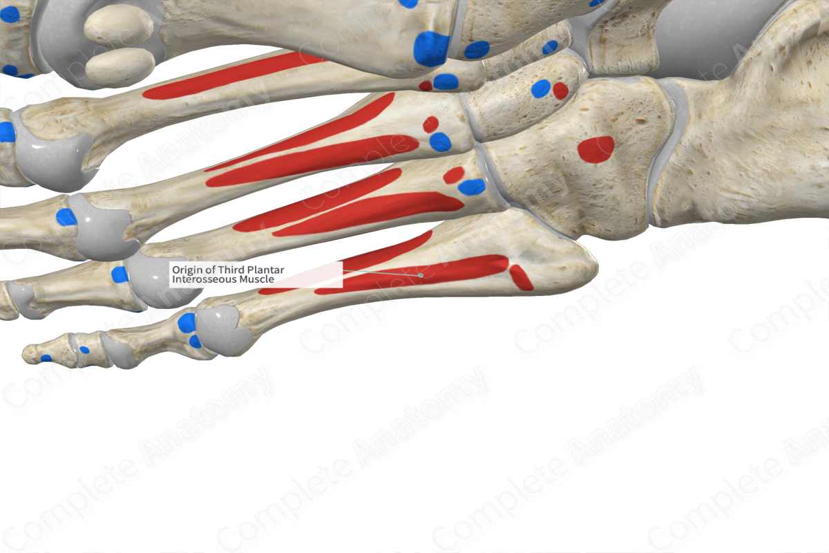 Origin of Third Plantar Interosseous Muscle