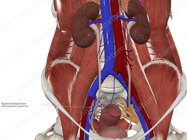 Superior Gluteal Veins 