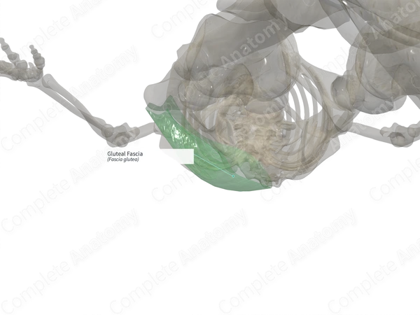 Gluteal Fascia (Right)