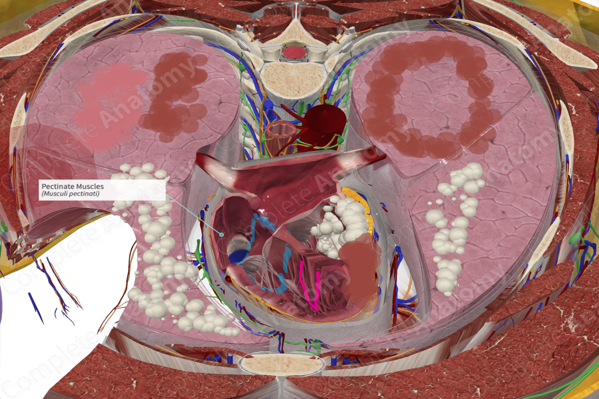 Pectinate Muscles Complete Anatomy