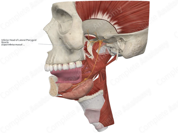Inferior Head of Lateral Pterygoid Muscle