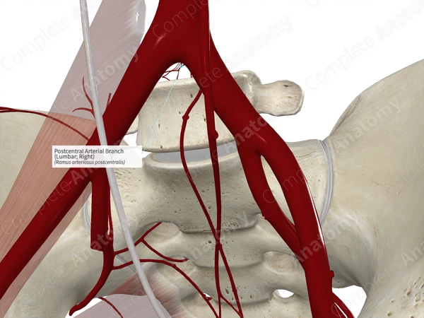 Postcentral Arterial Branch (Lumbar; Right)