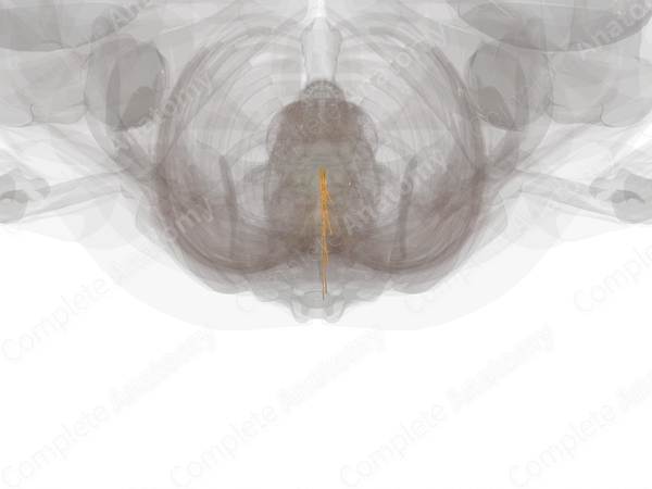 Posterior Roots of Sacral Nerves (Left)