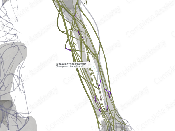 Perforating Veins of Forearm (Right)