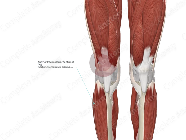 Anterior Intermuscular Septum of Leg