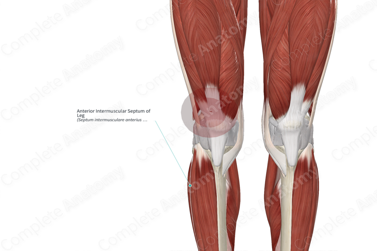 Anterior Intermuscular Septum of Leg 
