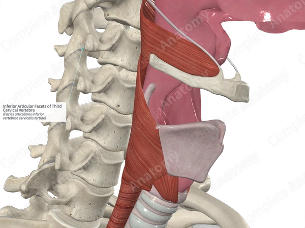 Inferior Articular Facets of Third Cervical Vertebra
