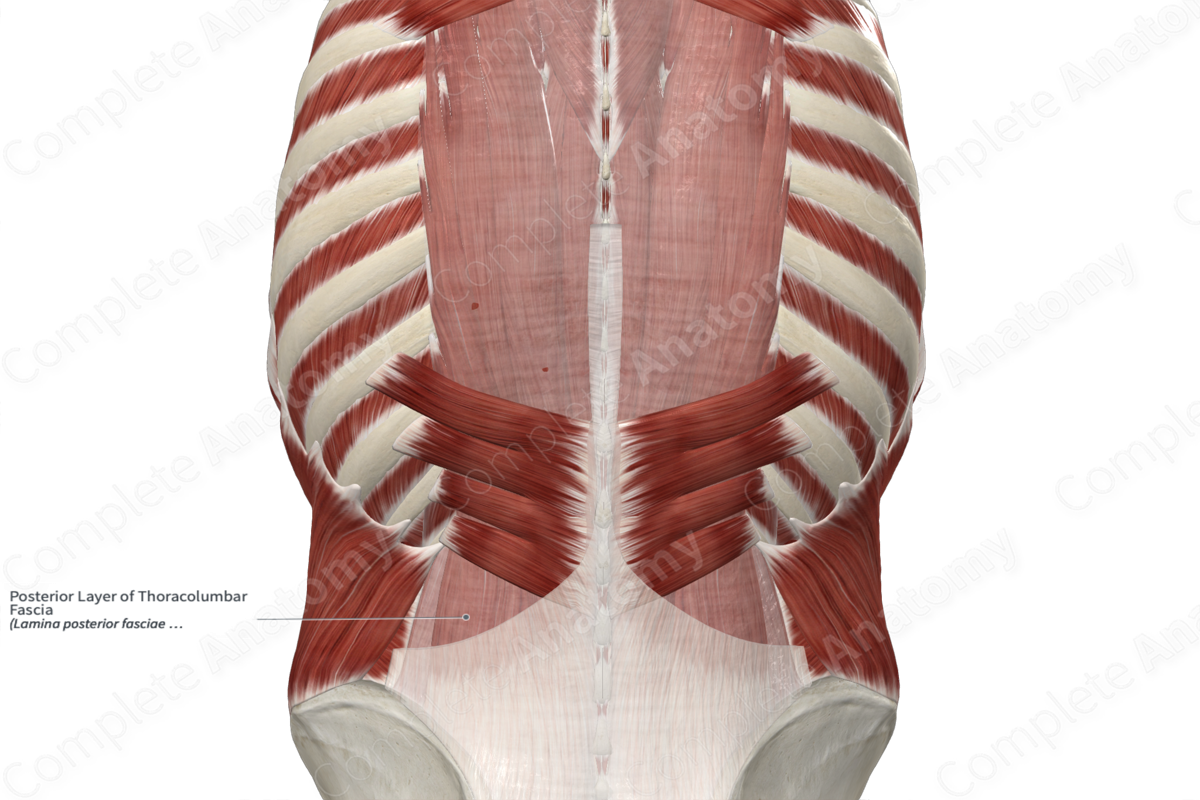 Posterior Layer of Thoracolumbar Fascia 