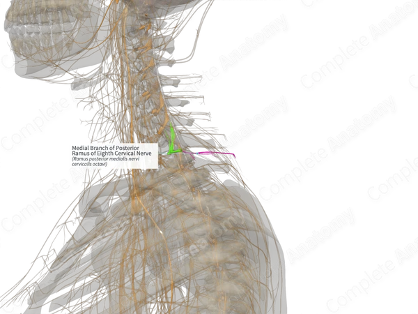Medial Branch of Posterior Ramus of Eighth Cervical Nerve (Left)