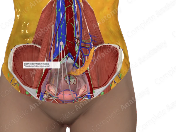 Sigmoid Lymph Vessels