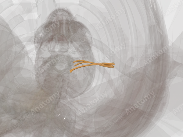 Supraclavicular Part of Brachial Plexus (Left)