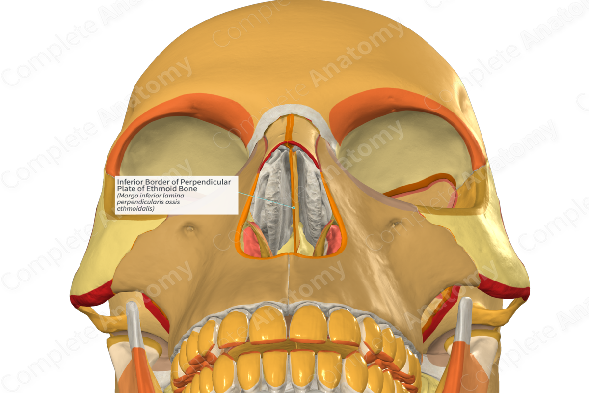 Inferior Border of Perpendicular Plate of Ethmoid Bone