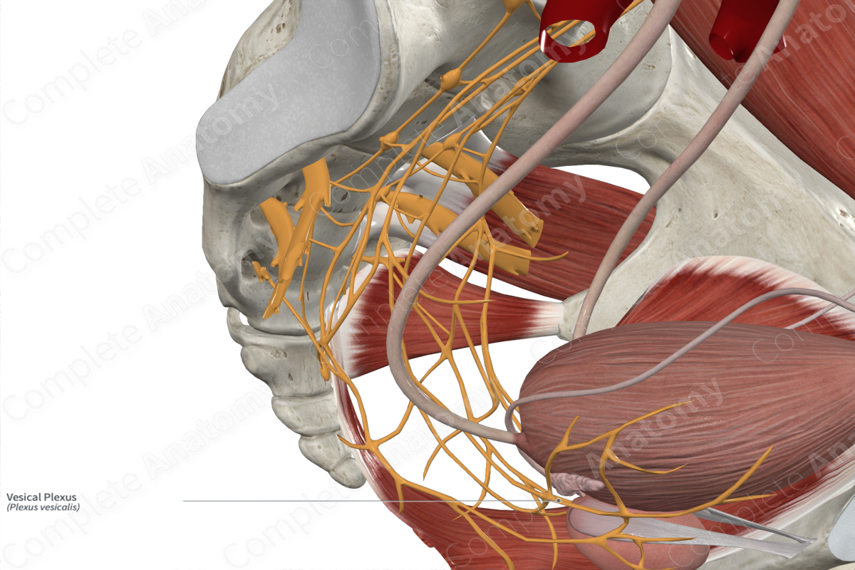 Vesical Plexus 