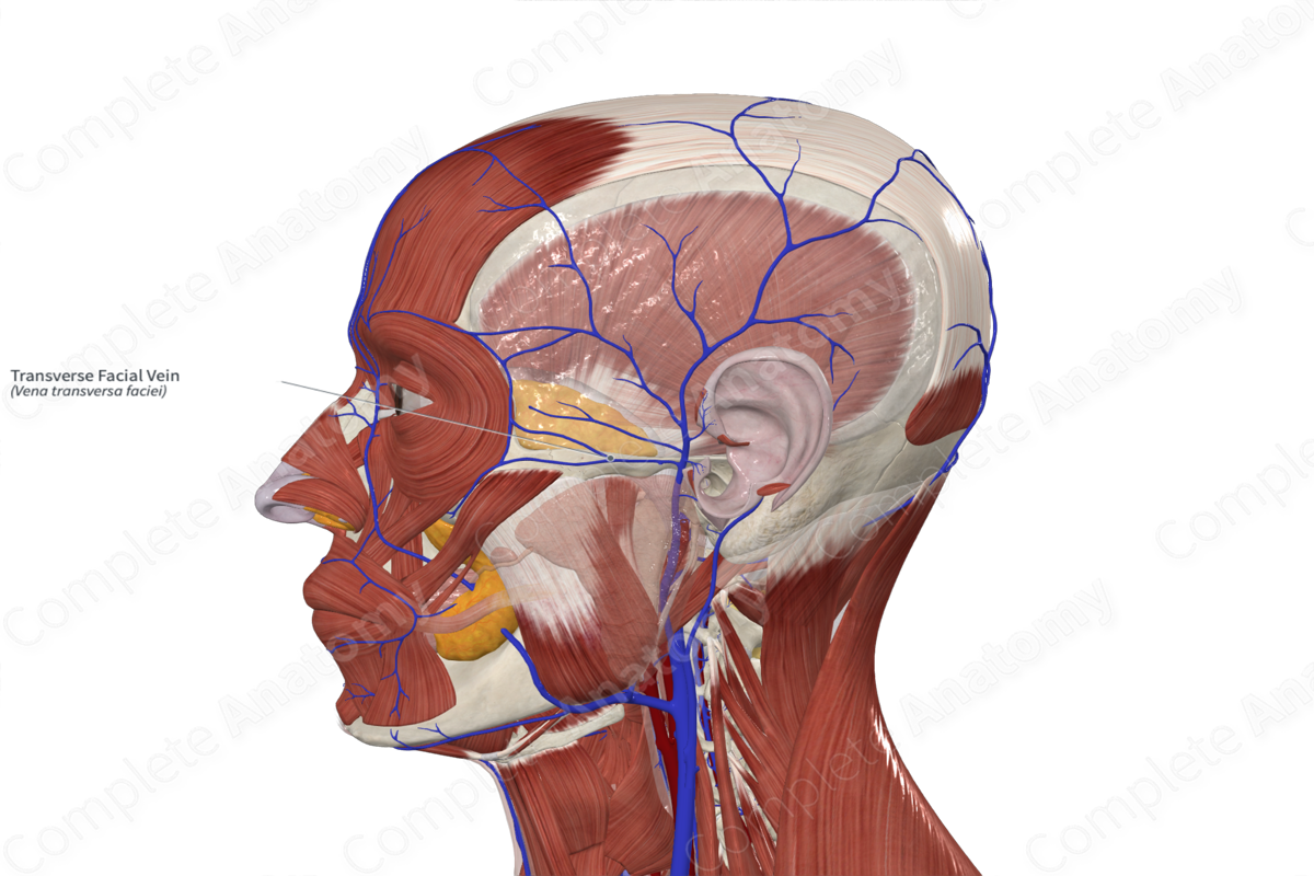 Transverse Facial Vein | Complete Anatomy