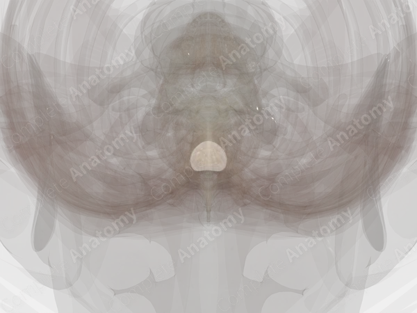 Intervertebral Disc (T6-T7)