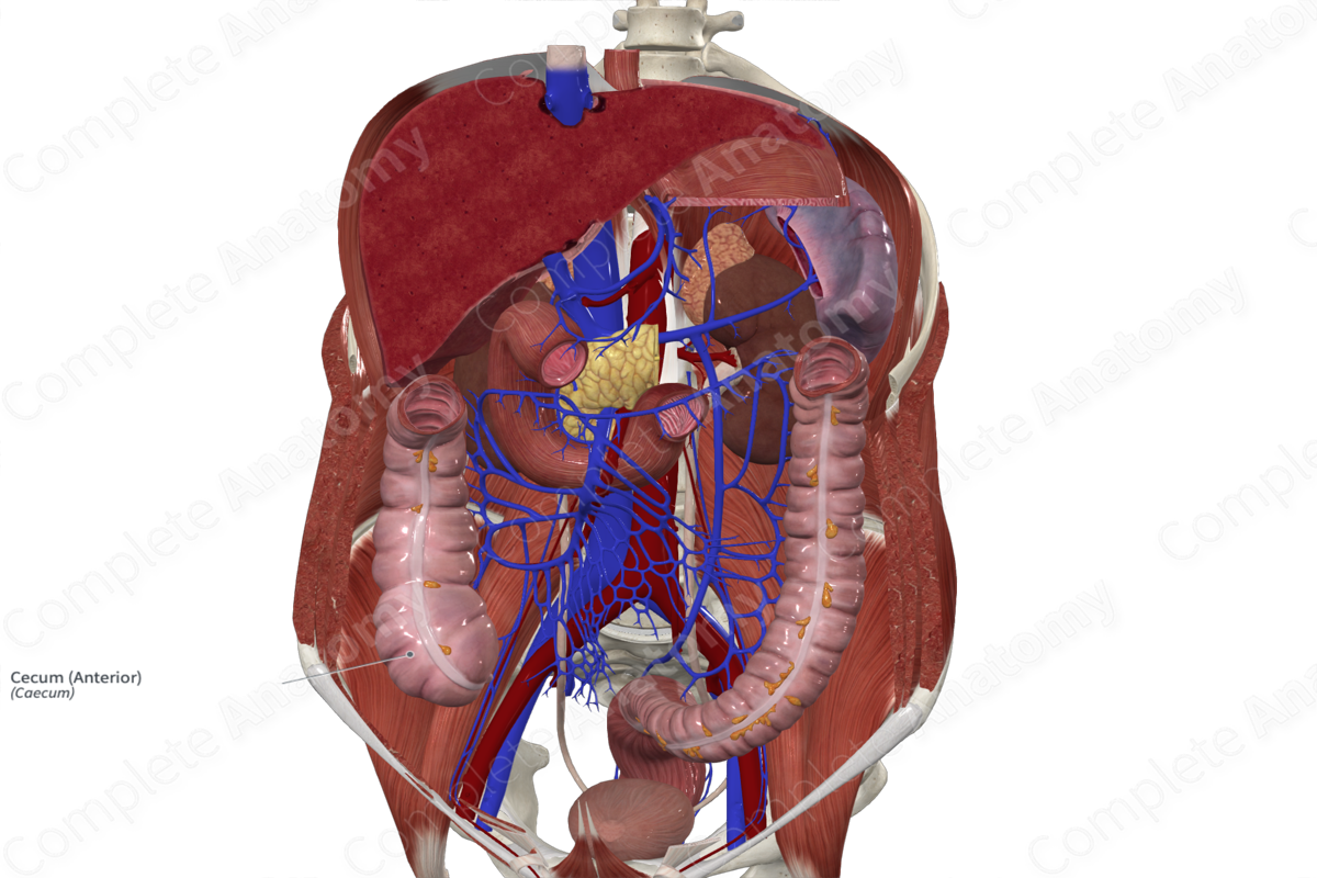 cecum location diagram