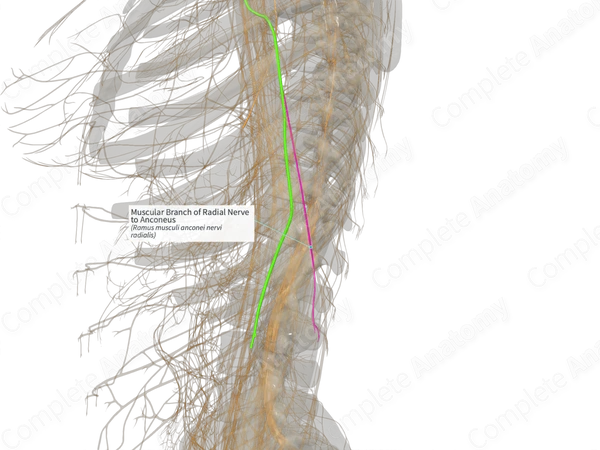 Muscular Branch of Radial Nerve to Anconeus (Right)