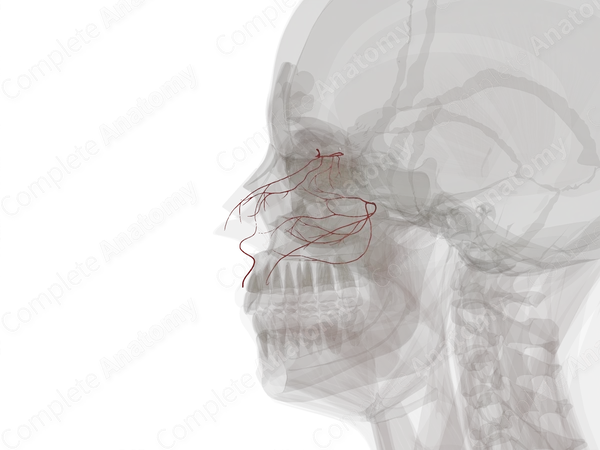 Arteries of Nasal Cavity (Left)