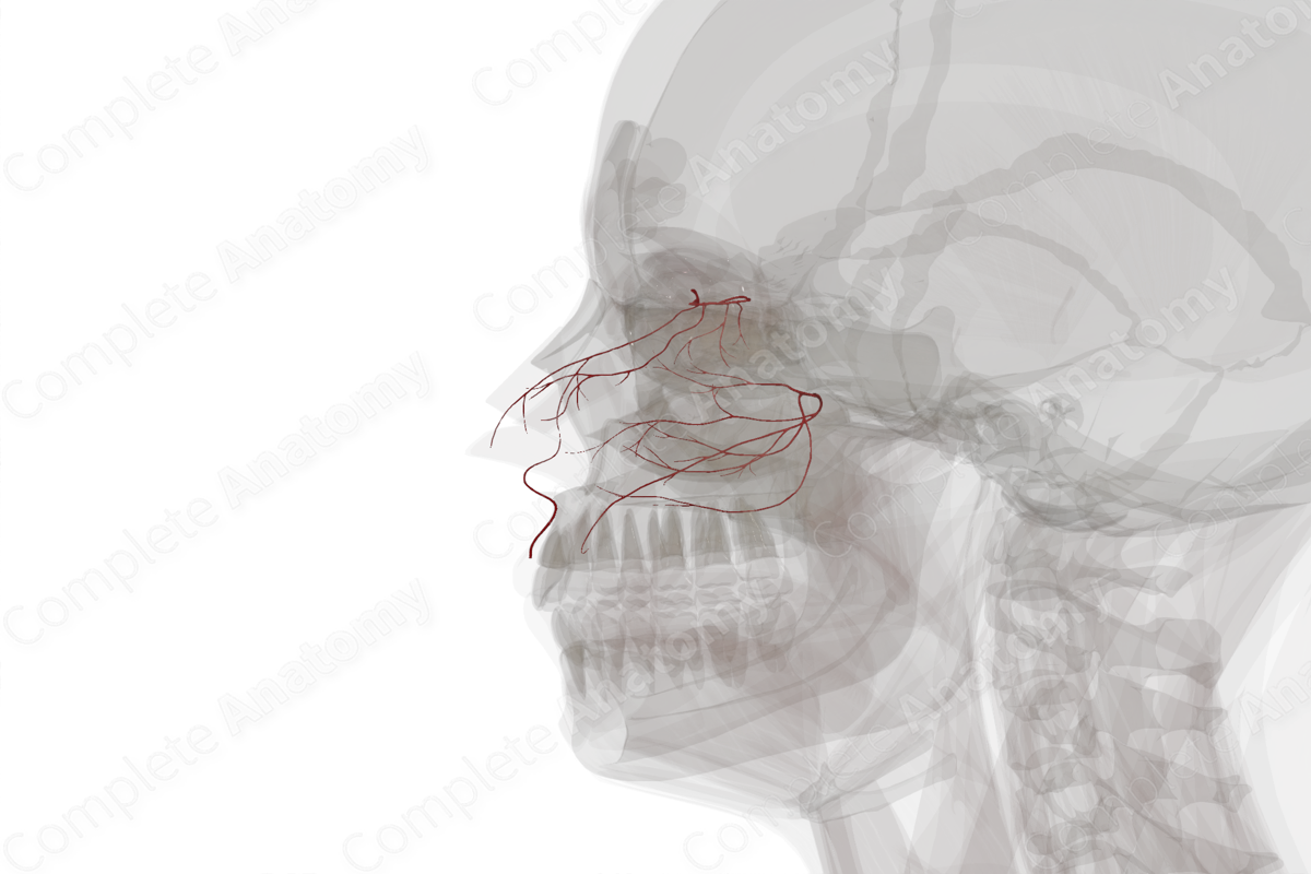 Arteries of Nasal Cavity (Left)