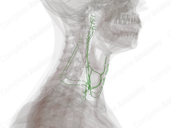 Lymph Vessels of Neck