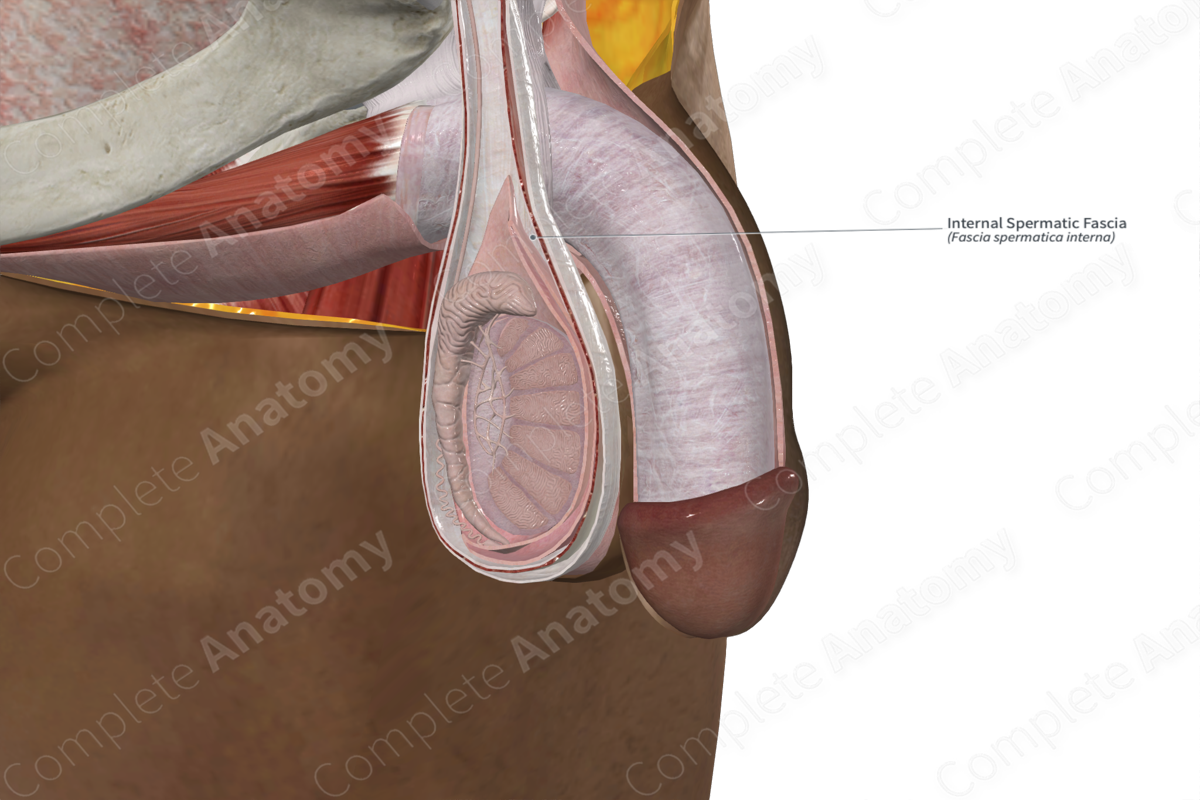 Internal Spermatic Fascia 