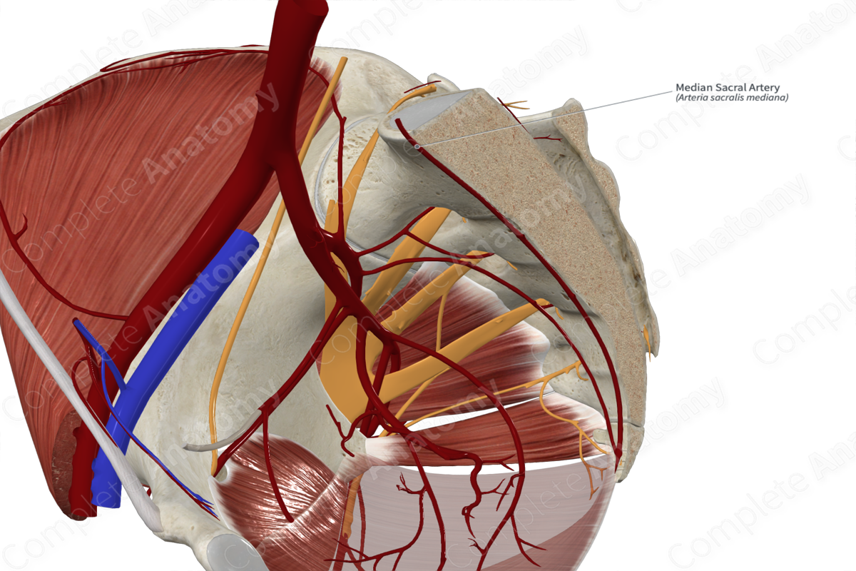 Median Sacral Artery