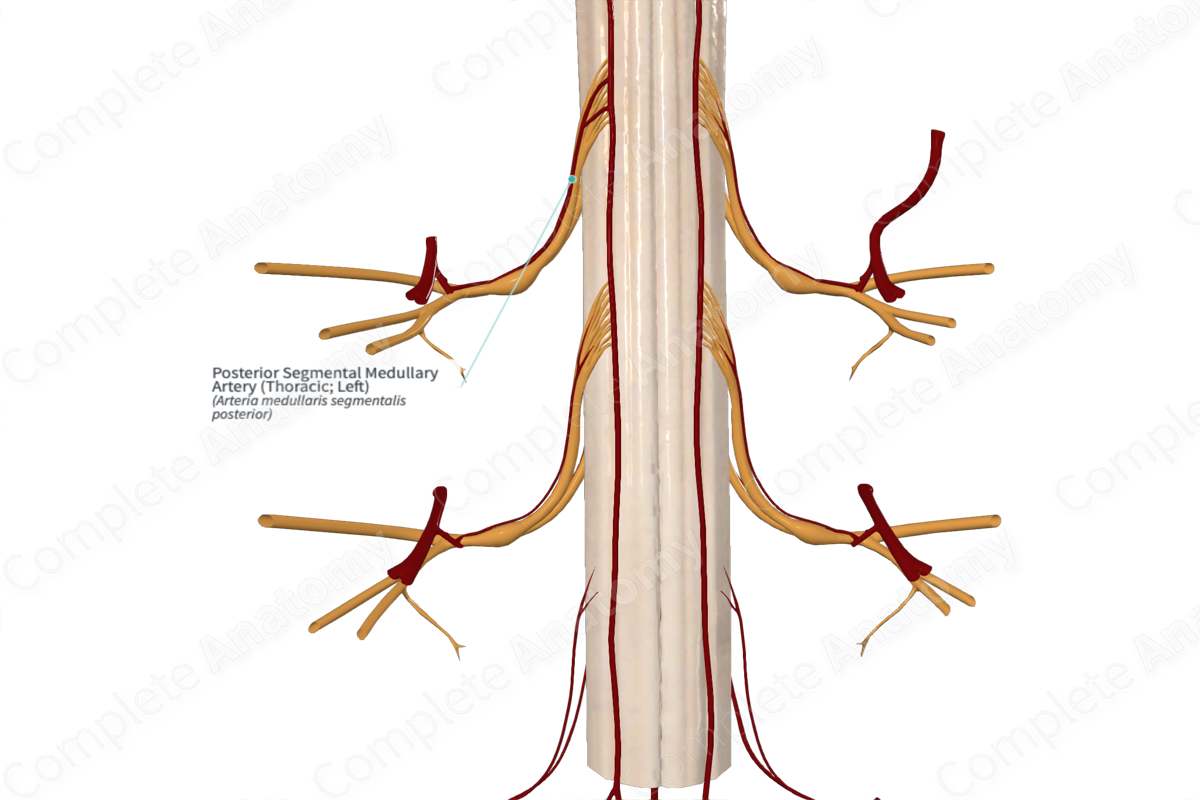 Posterior Segmental Medullary Artery (Thoracic; Left)