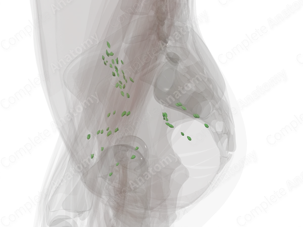 Parietal Pelvic Lymph Nodes